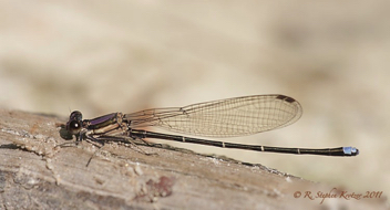 Argia tibialis, male